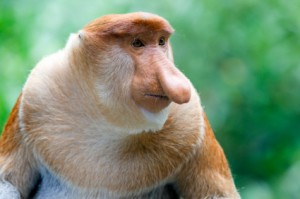 Welsh Mountain Zoo