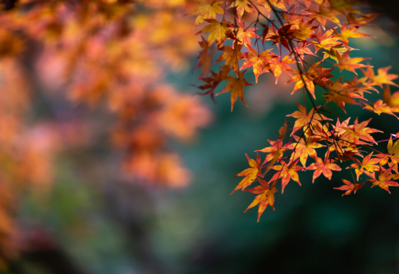 autumn leaves